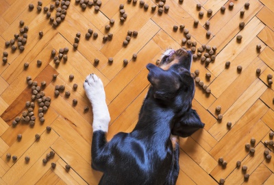 Trocken- oder Nassfutter? Richtige Ernährung für Hunde und Katzen